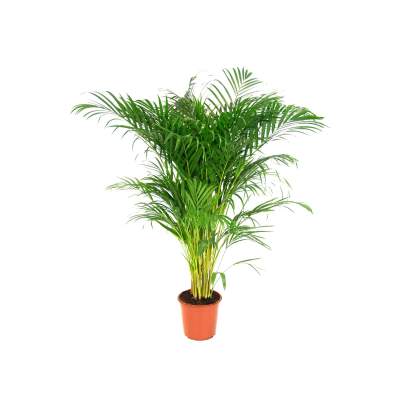 Areka (Areca lutescens) - don. 24 cm