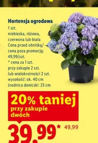 Hortensja ogrodowa niebieska +3 warianty