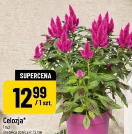 Celozja