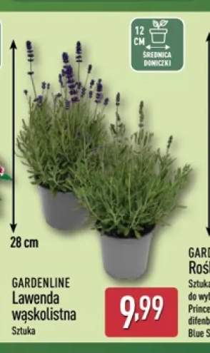 Lawenda wąskolistna Gardenline