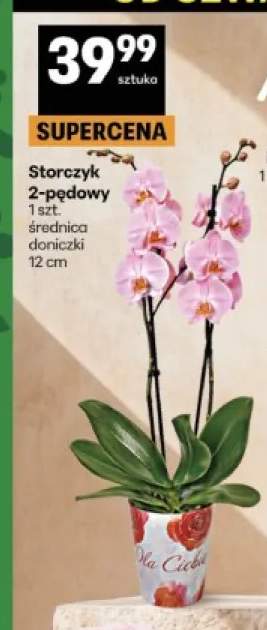 Storczyk 2-pędowy