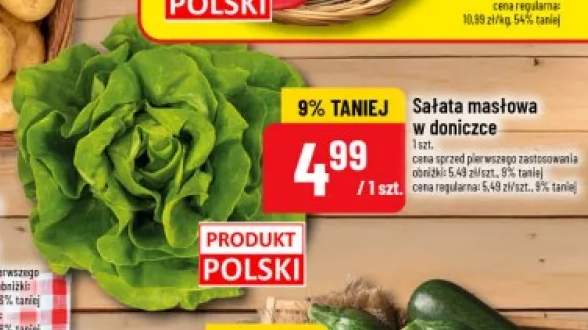 Sałata masłowa w doniczce polska