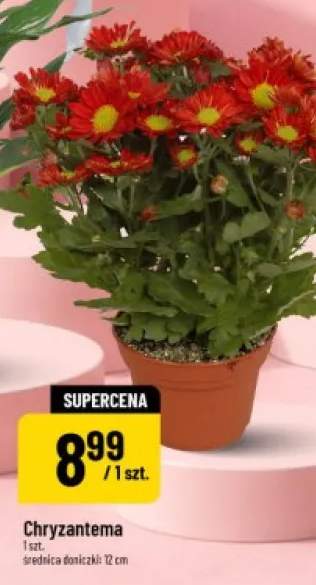 Chryzantema
