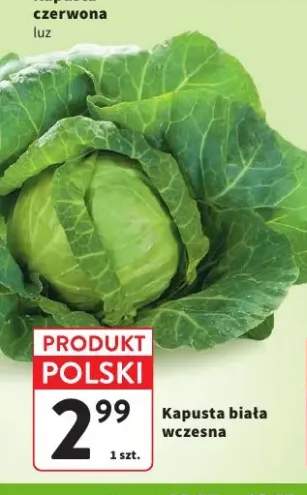 Kapusta biała wczesna polska