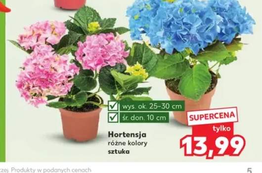 Hortensja