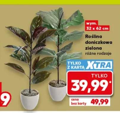 Roślina doniczkowa zielona