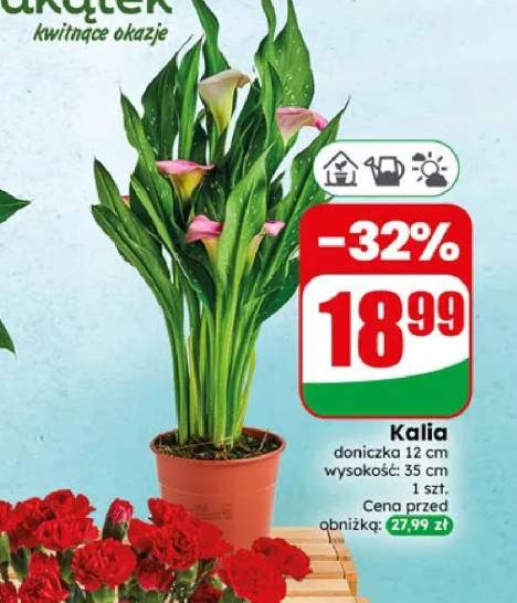 Kalia doniczka 12 cm