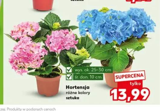 Hortensja