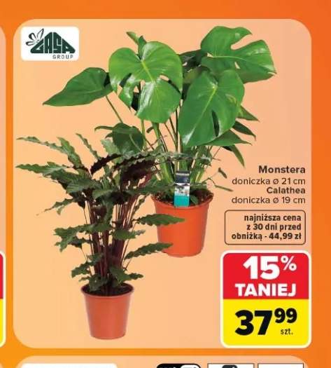 Monstera w doniczce