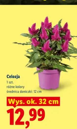 Celozja wys. ok. 32 cm