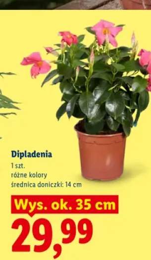 Dipladenia wys. ok. 35 cm