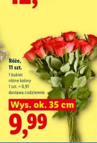 Róże 11-pak wys. ok. 35 cm