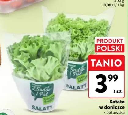 Sałata multicolor w doniczce Z Sadów i Pól +2 warianty