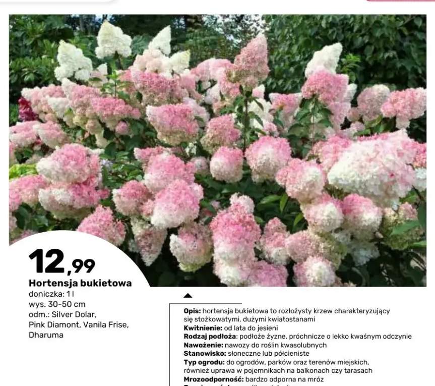 Hortensja bukietowa Silver Dolar doniczka 1 l wys. 30-50 cm +3 warianty