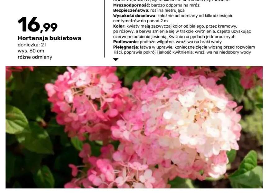 Hortensja bukietowa doniczka 2 l wys. 60 cm