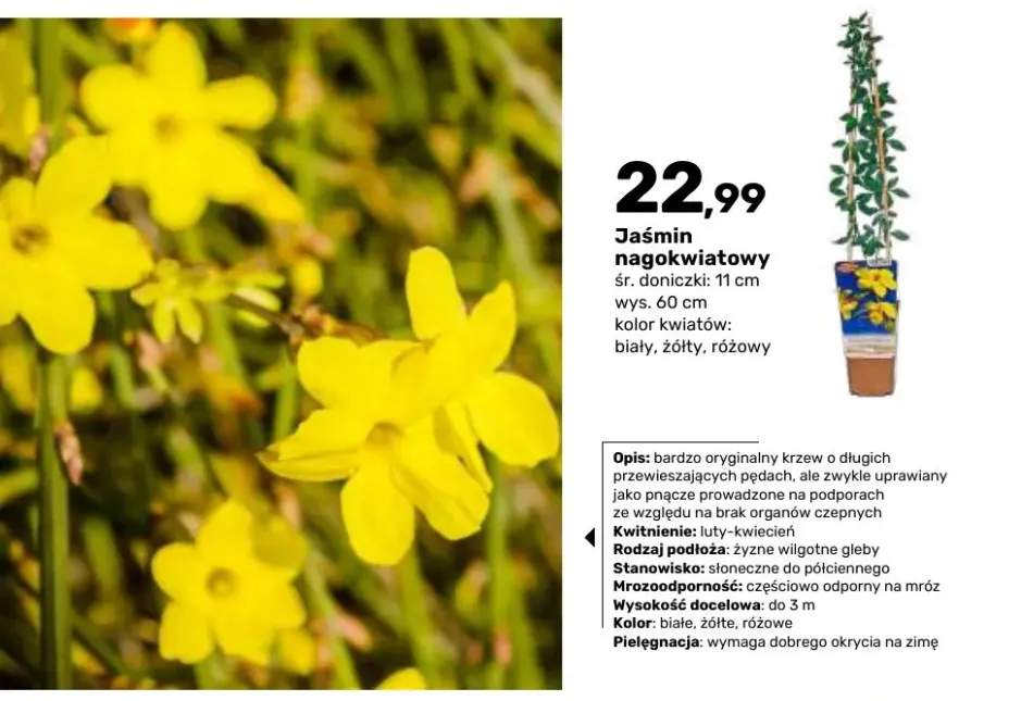 Krzew ozdobny Jaśmin nagokwiatowy