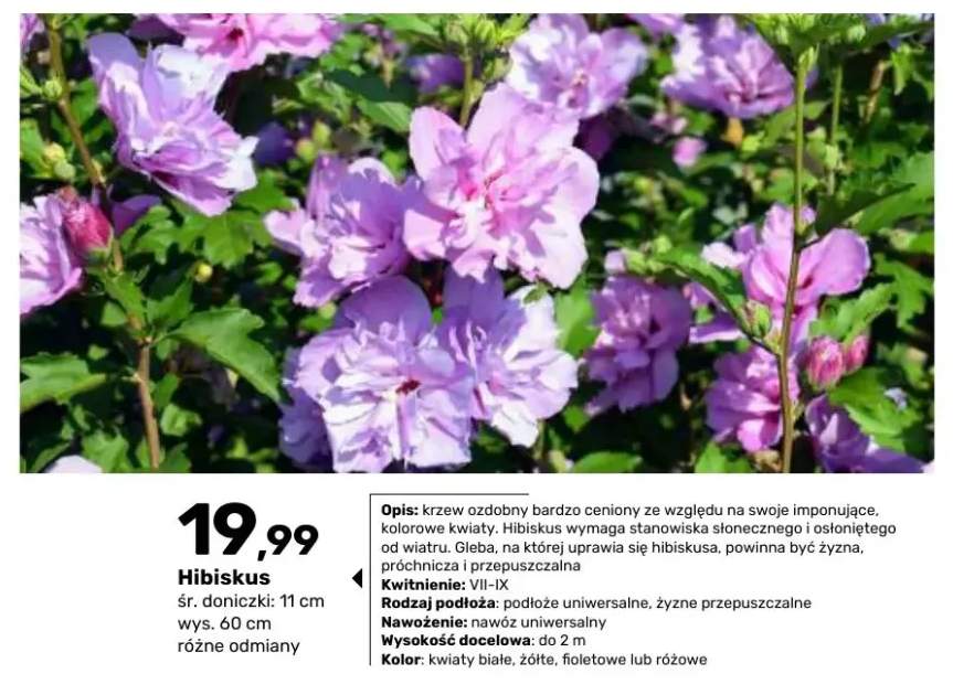 Krzew ozdobny Hibiskus
