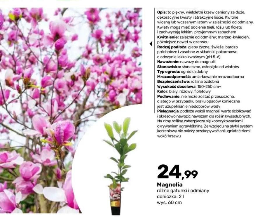 Magnolia