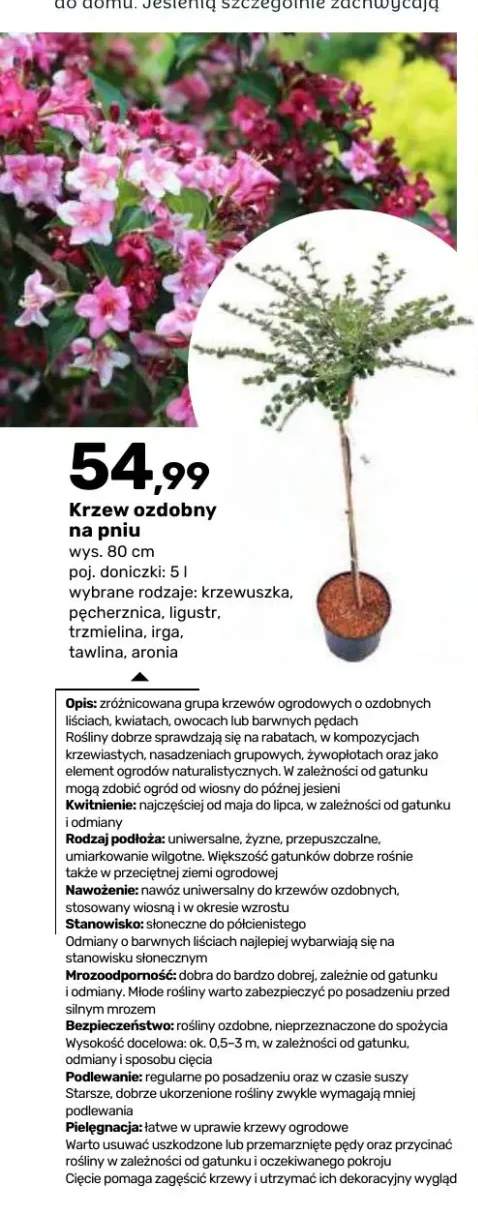 Krzew ozdobny na pniu Krzewuszka 80 cm +6 wariantów