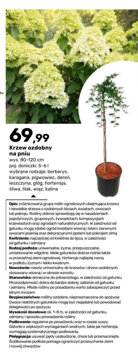 Krzew ozdobny na pniu Berberys 80-120 cm +10 wariantów