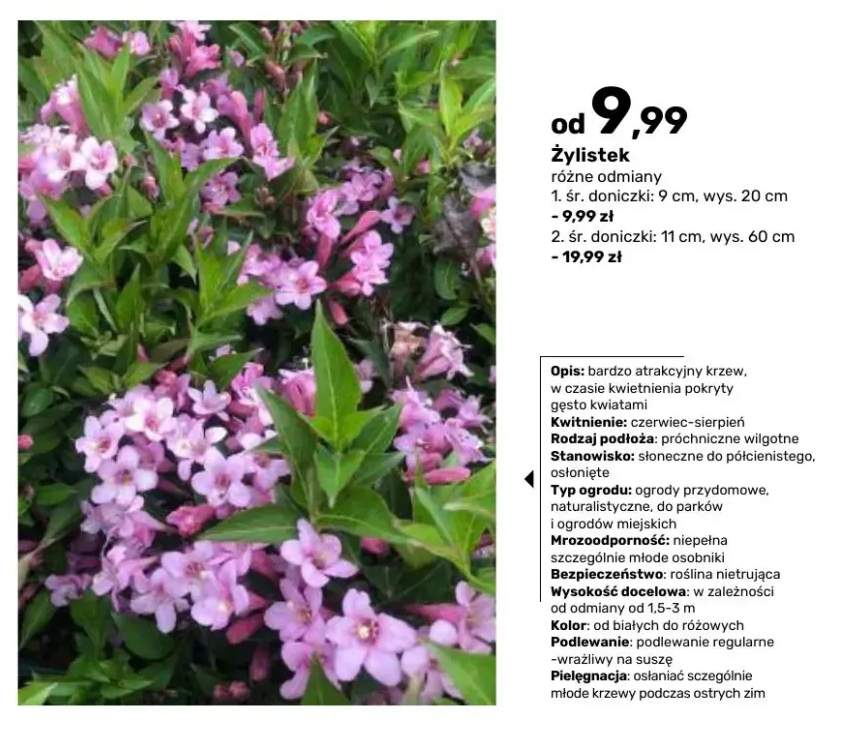 Krzew żylistek śr. doniczki 9 cm