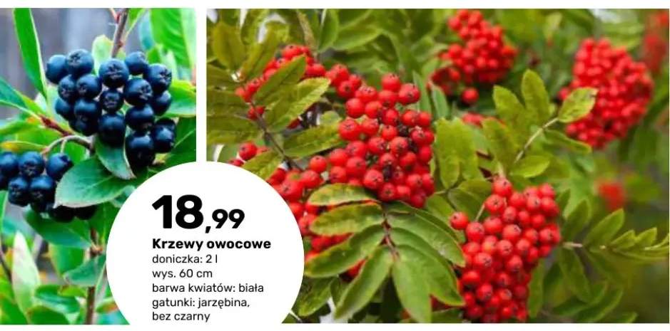 Krzewy owocowe Jarzębina +1 wariant