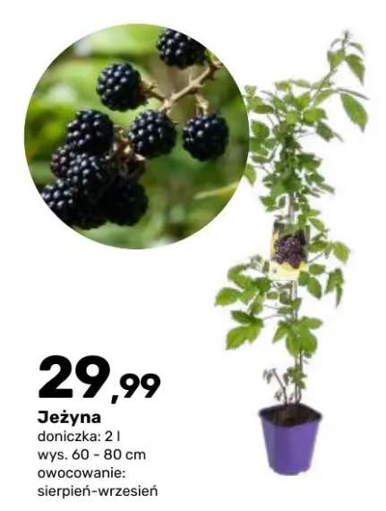 Krzew owocowy Jeżyna doniczka 2 l wys. 60-80 cm