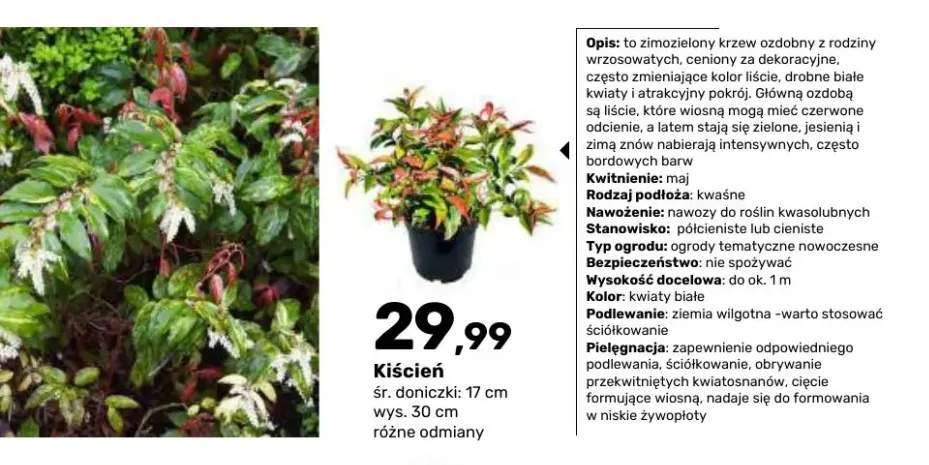Krzew ozdobny Kiścień