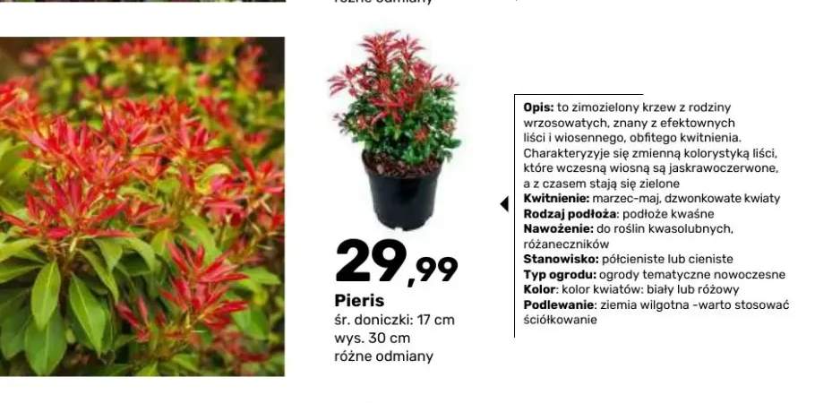 Krzew ozdobny Pieris