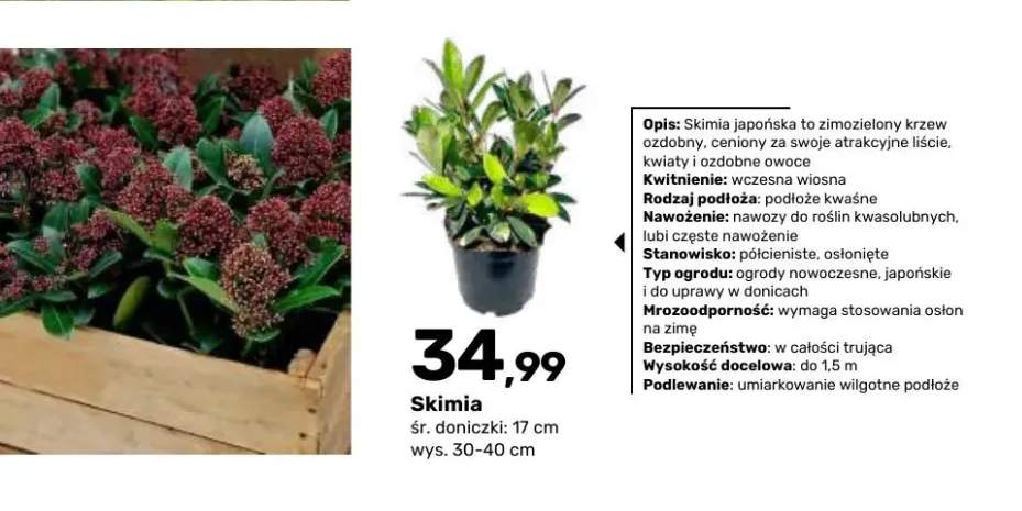Krzew ozdobny Skimia