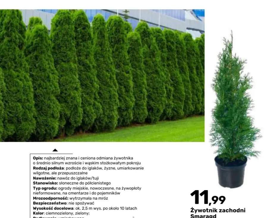 Żywotnik zachodni Smaragd doniczka 3 l