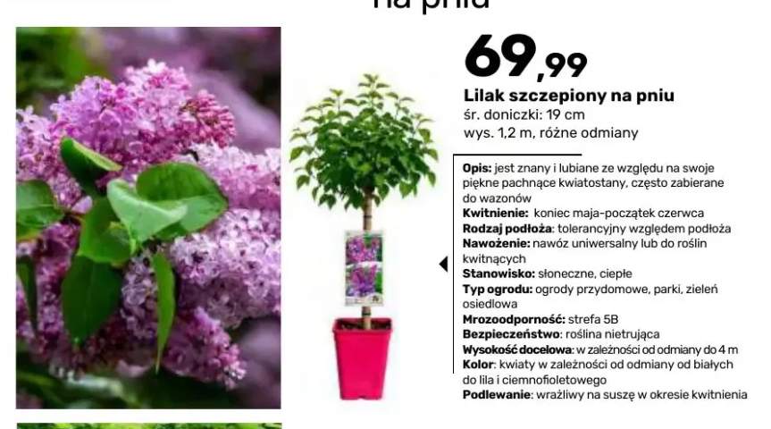 Lilak szczepiony na pniu