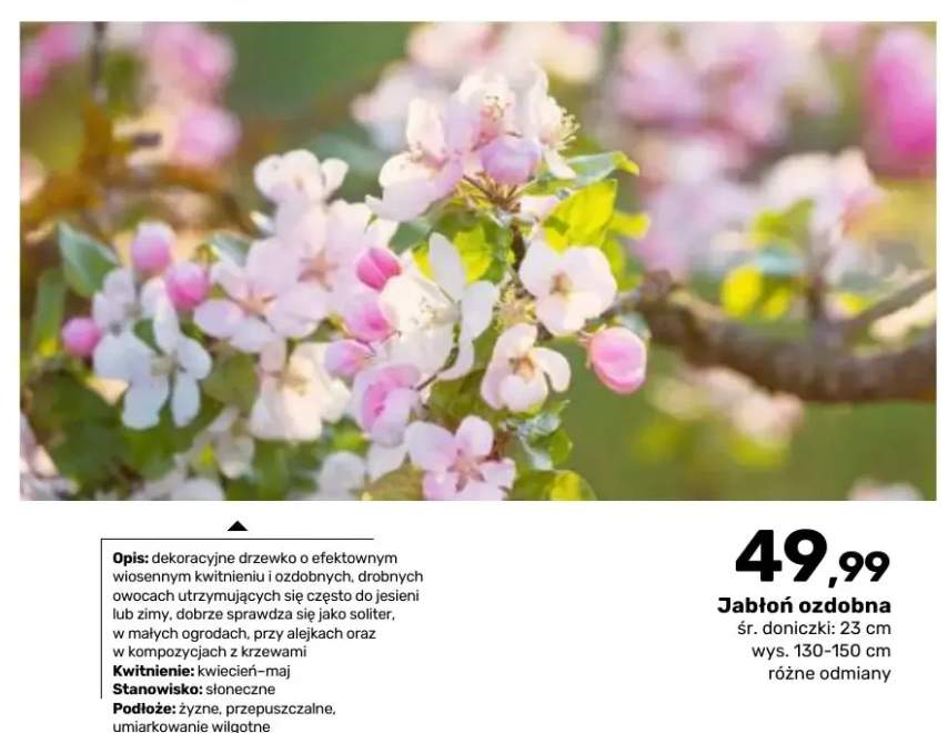 Jabłoń ozdobna śr. doniczki 23 cm wys. 130-150
