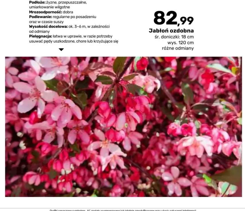 Jabłoń ozdobna śr. doniczki 18 cm wys. 120