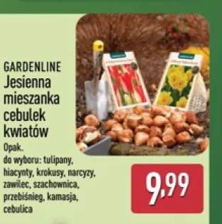 Jesienna mieszanka cebulek kwiatów tulipany Gardenline +8 wariantów