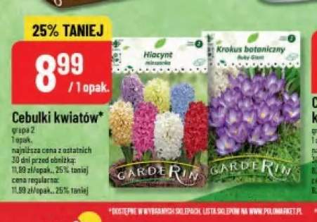 Cebulki kwiatów Hiacynt mieszanka Garderin +1 wariant