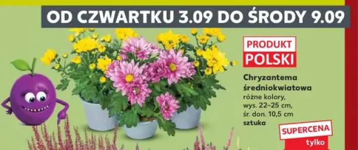 Chryzantema średniokwiatowa