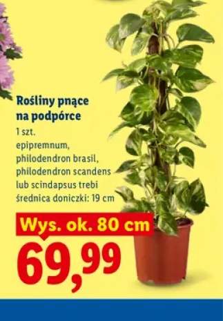 Rośliny pnące na podpórce Epipremnum +3 warianty