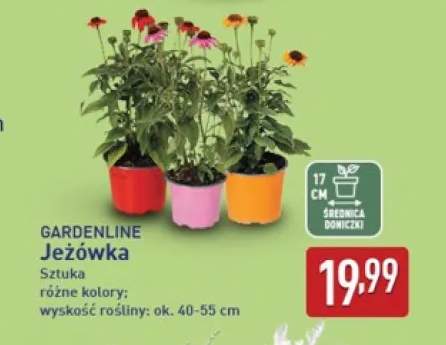 Jeżówka Gardenline