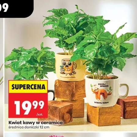 Kwiat kawy w ceramice