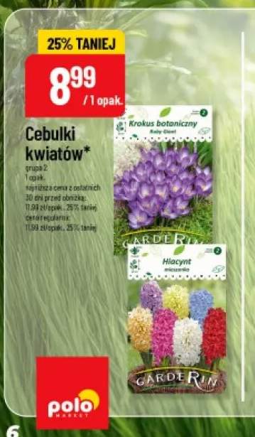 Cebulki kwiatów Krokus botaniczny Ruby Giant Carderin +1 wariant