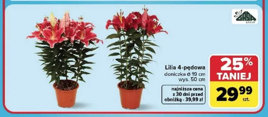 Lilia 4-pędowa Zasa Group
