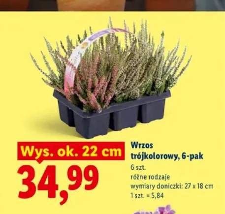 Wrzos trójkolorowy 6-pak