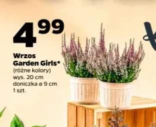 Wrzos Garden Girls wys. 20 cm