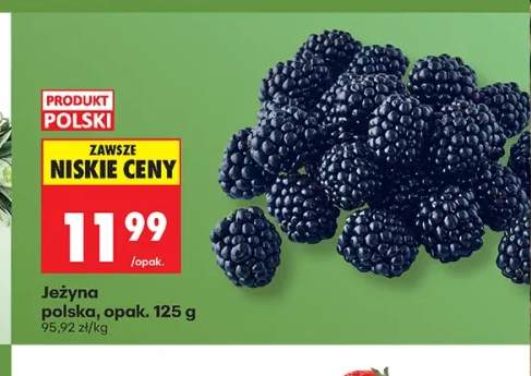 Jeżyna polska