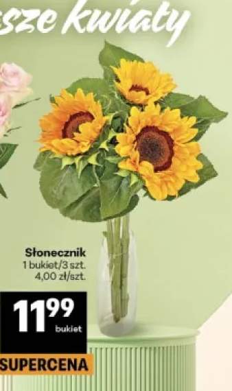Słonecznik