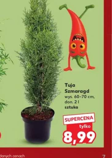 Tuja Szmaragd