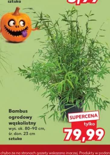 Bambus ogrodowy wąskolistny