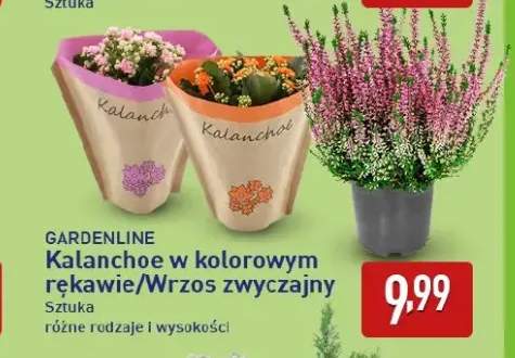 Kalanchoe w kolorowym rękawie Gardenline +1 wariant