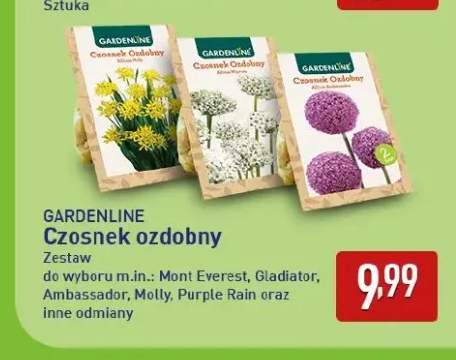 Czosnek ozdobny Purple Rain Gardenline +4 warianty